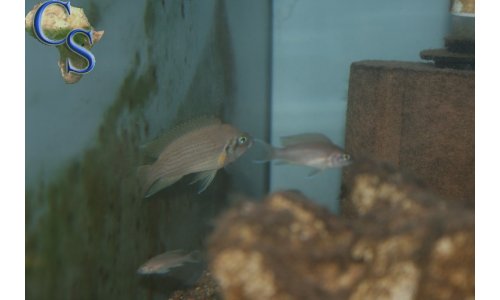 Neolamprologus pulcher red spot